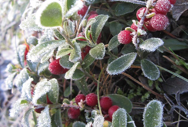 Growing herbs in winter