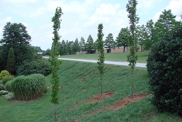 Some hillside landscaping tips