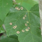 Leaf spot diseases