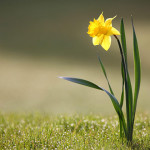 A list of bulbs that will give great results in spring