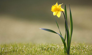 A list of bulbs that will give great results in spring