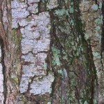 The versatile neem tree