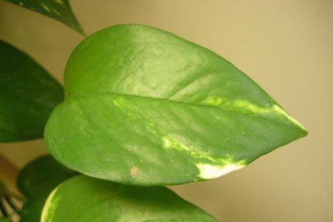 Houseplants that improve air quality