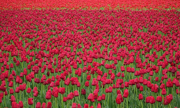 Easy spring gardening tips to get started with