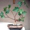 Grow your first bonsai from seed