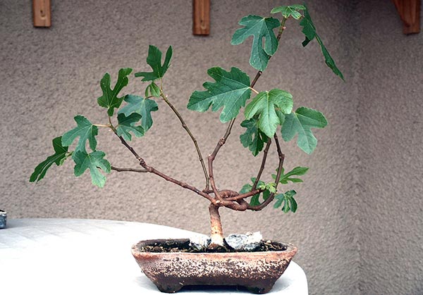 Grow your first bonsai from seed
