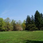 Fast Growing Evergreens for Year-Round Protection