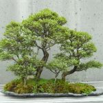 The Formal and Informal Upright Styles in Bonsai