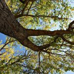 Five Fast Growing Trees to Avoid