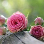 Growing Healthy Rose Bushes