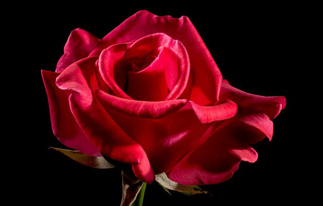 classic red rose