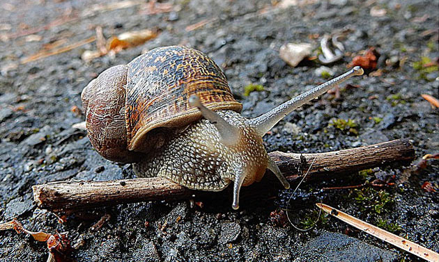 snail garden pest