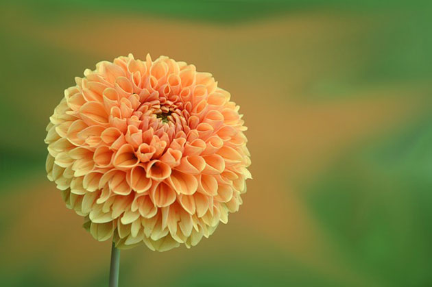 orange dahlia in the sun