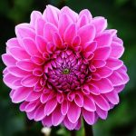 The Basics of Growing Dahlias