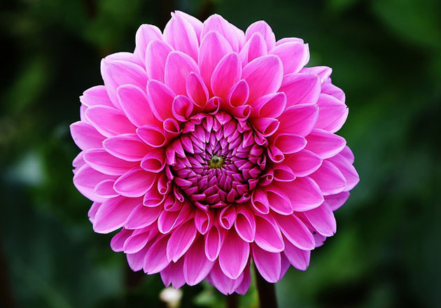 The Basics of Growing Dahlias