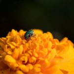 Companion Planting for Beginners