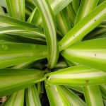 Easy Care Indoor Plants