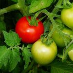 Growing Tip Top Tomatoes