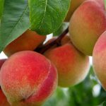 Seven Fruit Tree Planting Tips