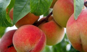 Seven Fruit Tree Planting Tips