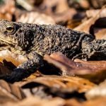 Garden Toads: One of the Best Organic Pest Control Agents