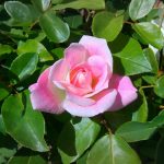 Perennial Growing Tips