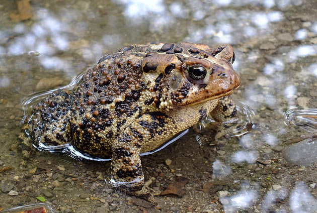 brown speckled toad