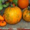 How to Grow Healthy Organic Pumpkins