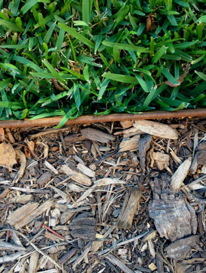 mulch with grass border