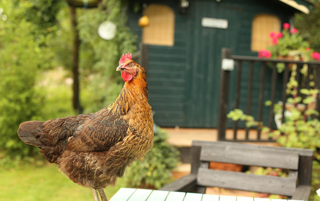 permaculture chicken