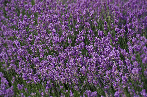lavender herbs