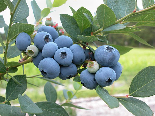 blueberries on branch