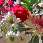 Growing Carnations & Daisies