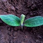 Square Foot Gardening