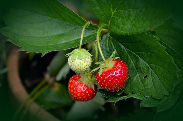 strawberry variety