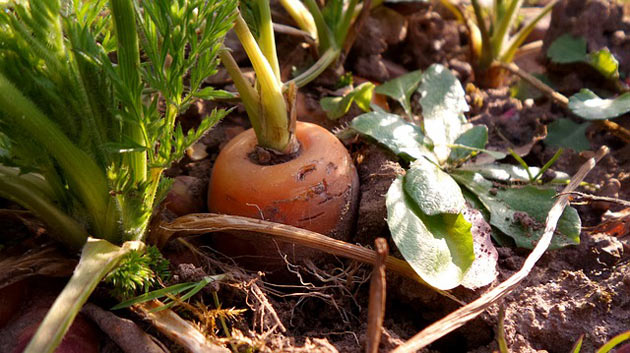 carrots emerging from ground