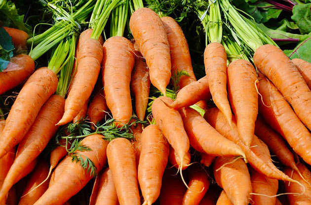 carrots freshly harvested