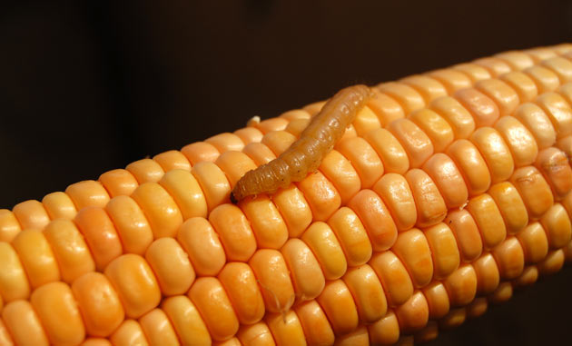 corn worm pest 