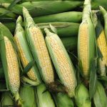 Growing Sweet Corn at Home