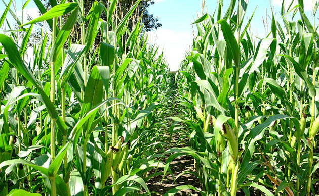 sweet corn rows in corn field