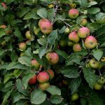 Tips to Increase Fruit Production from Fruit Trees