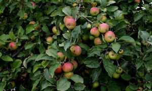 Tips to Increase Fruit Production from Fruit Trees