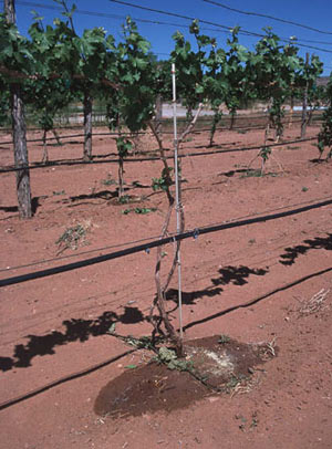 above ground drip irrigation system in vineyard