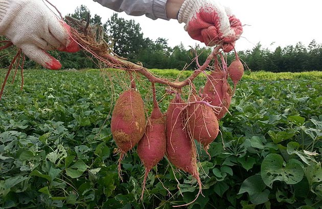 growing sweet potato