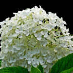 Growing Hydrangeas at Home