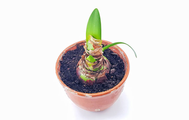 amaryllis bulb growing in pot