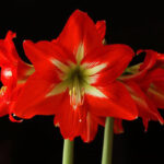 Growing Red Amaryllis for Christmas