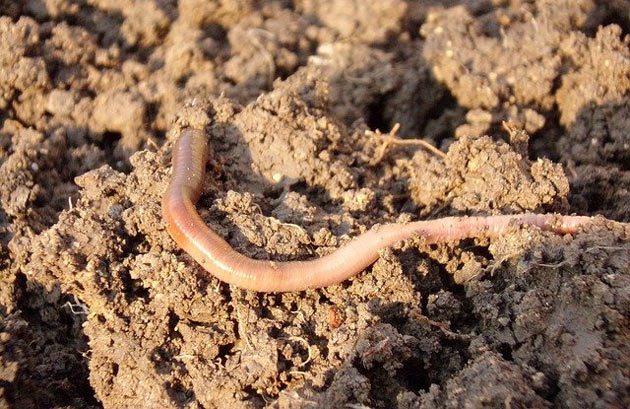 How Earthworms Benefit Your Soil