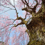 Growing Cherry Trees in the Garden