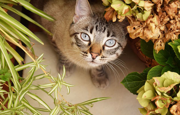 Some Cat-Friendly Plants You Can Grow At Home